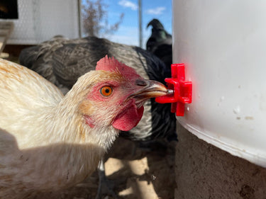 /p/o/poultry-nipple-in-use.jpg